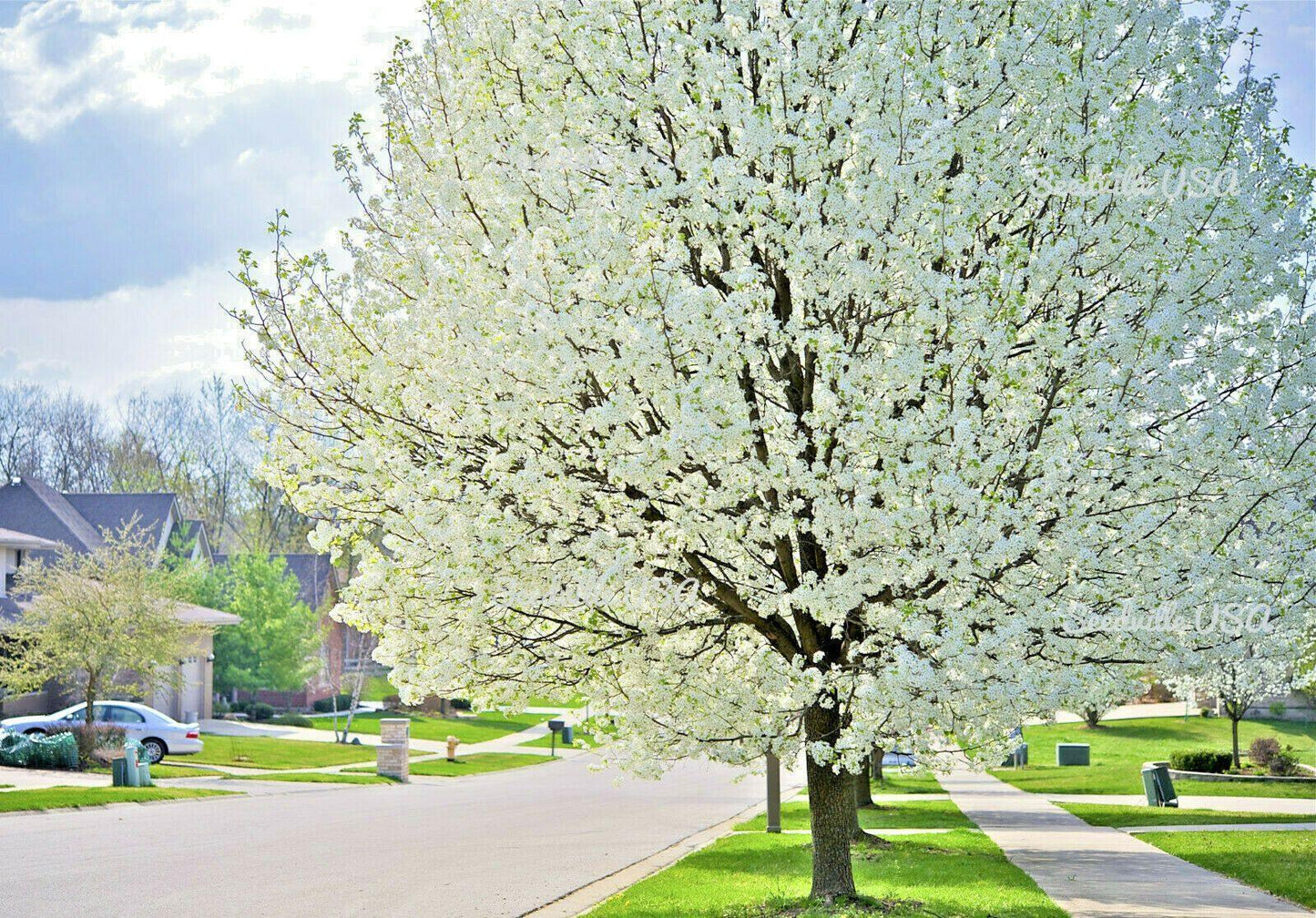 5 American Plum Seeds - Seed World