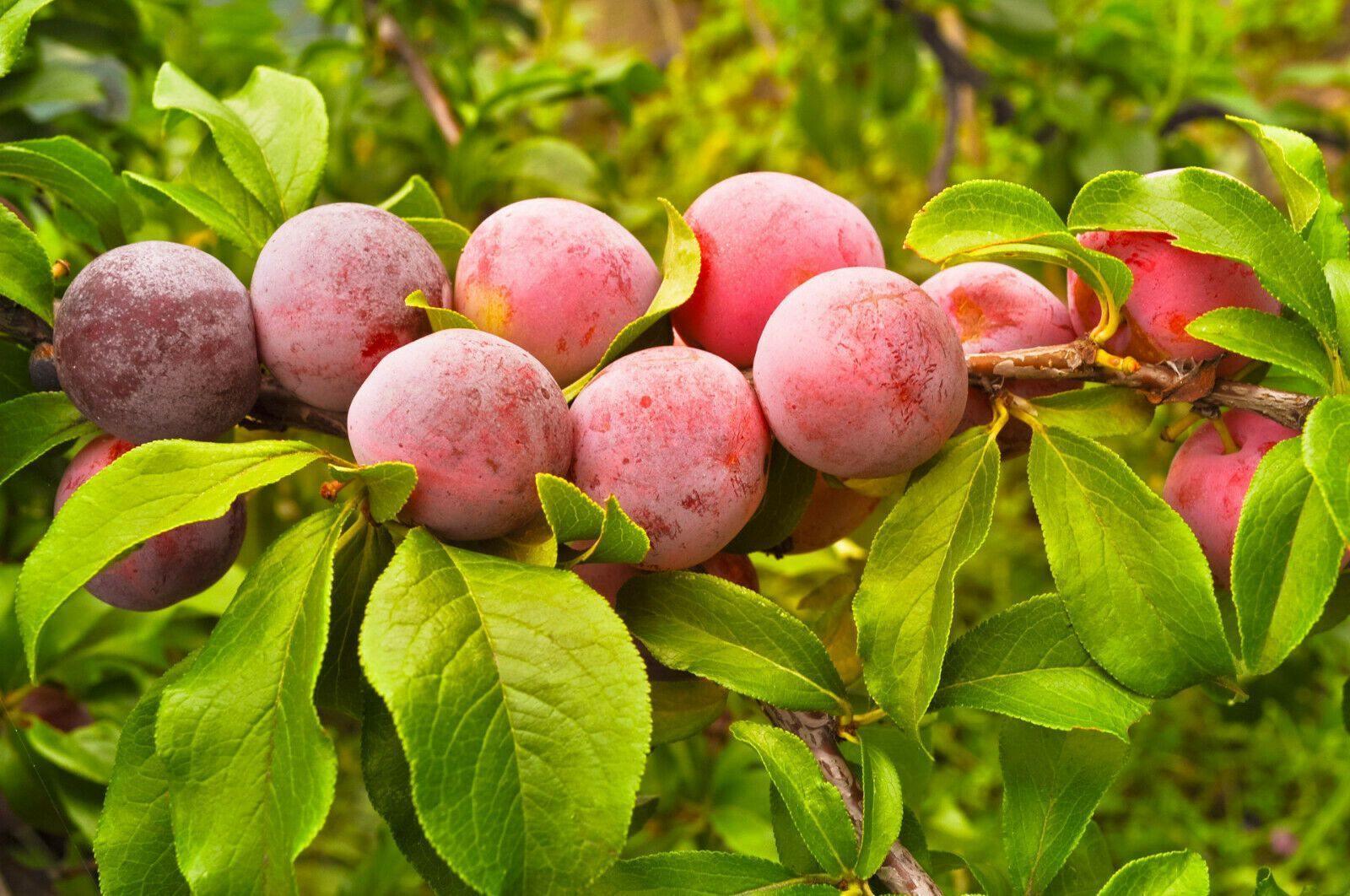 5 American Plum Seeds - Seed World