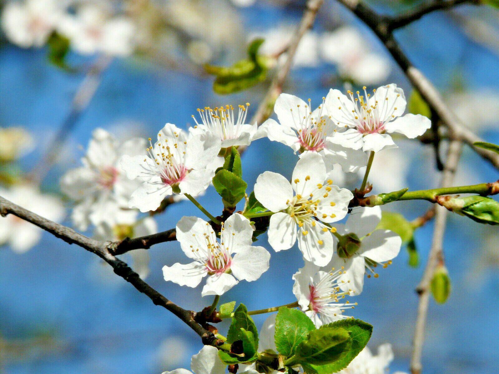 5 American Plum Seeds - Seed World