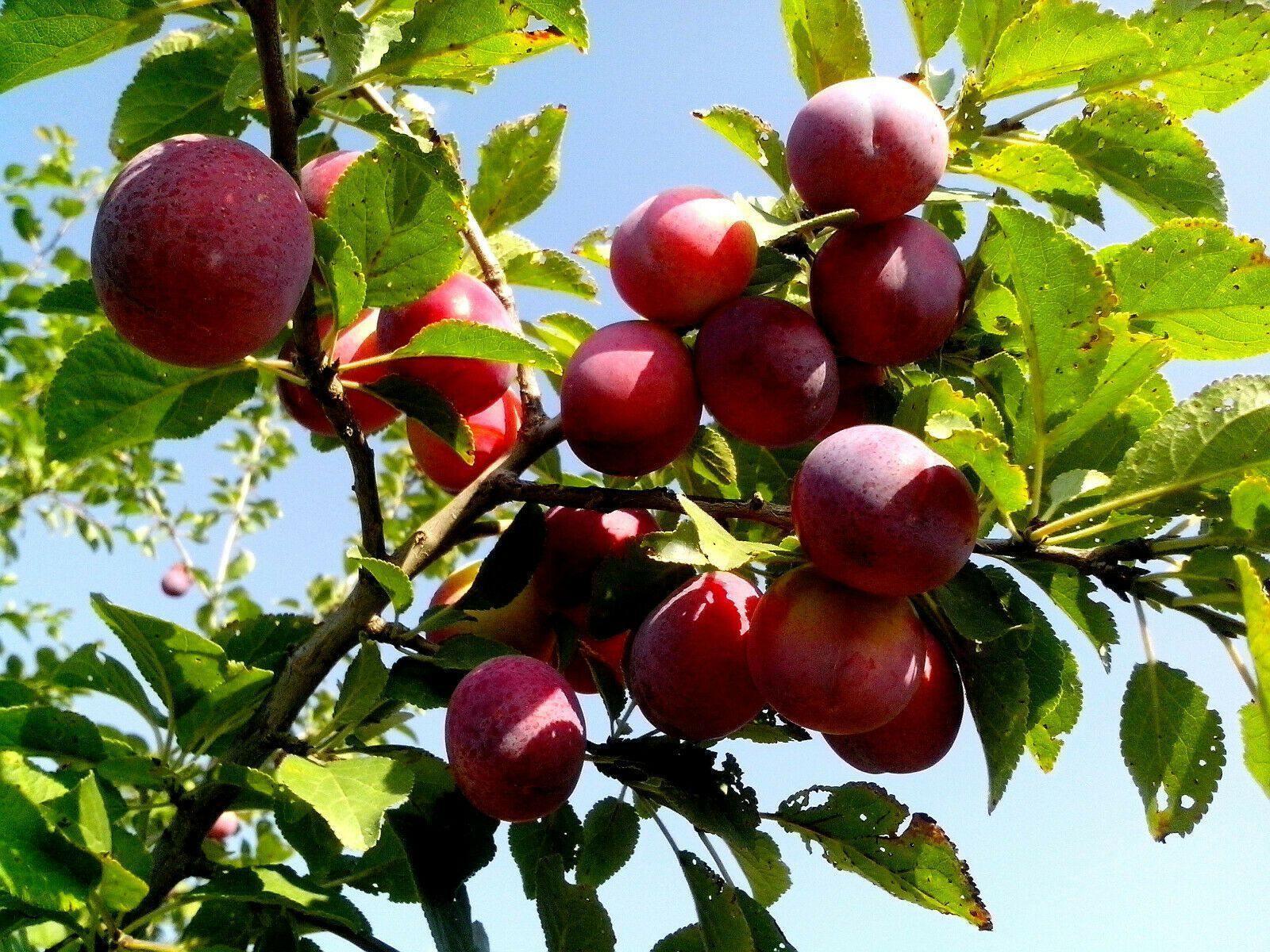 5 American Plum Seeds - Seed World