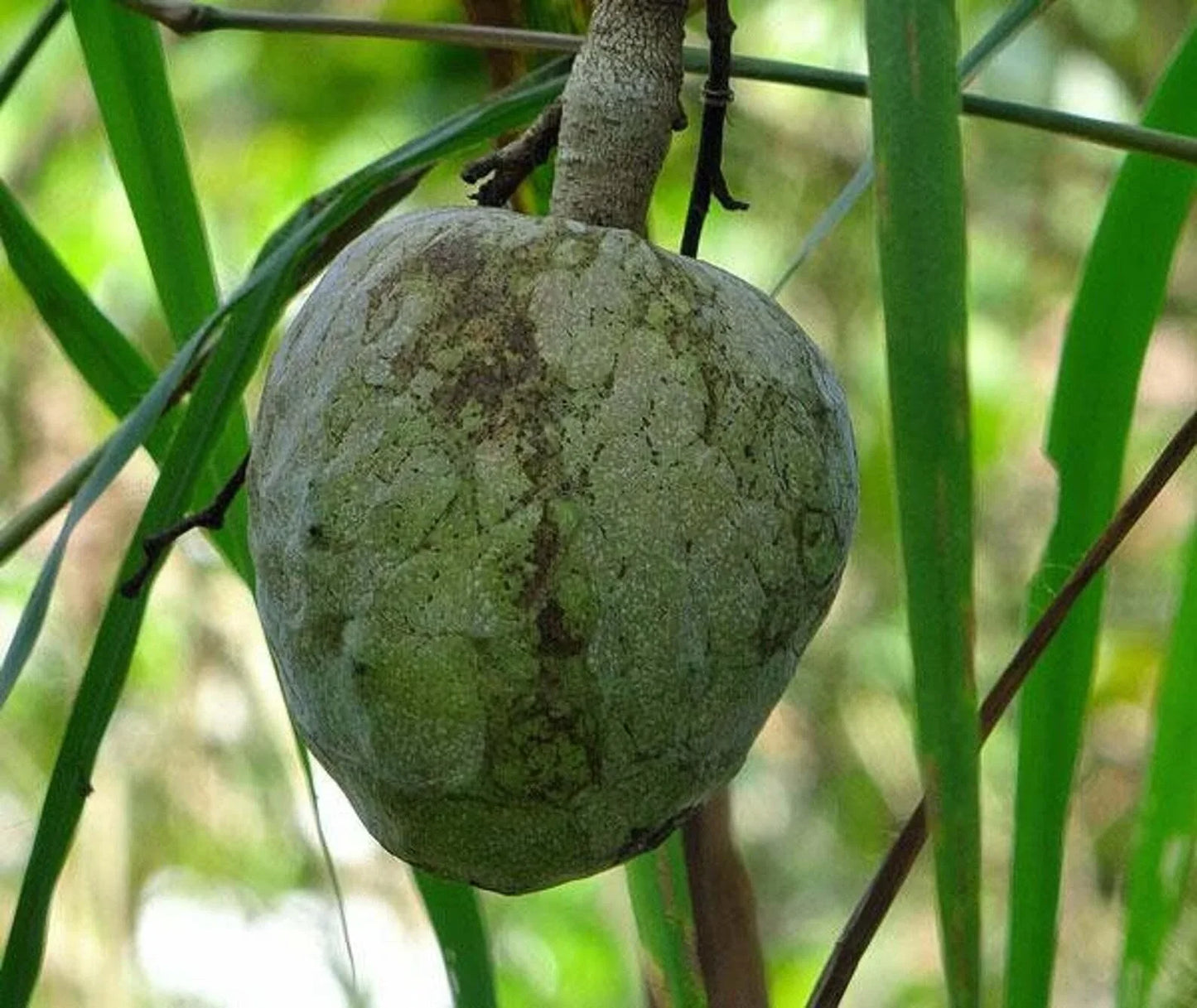 5 Annona Reticulata Seeds - Seed World