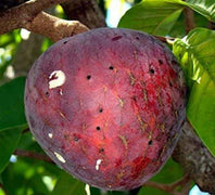 5 Annona Reticulata Seeds - Seed World