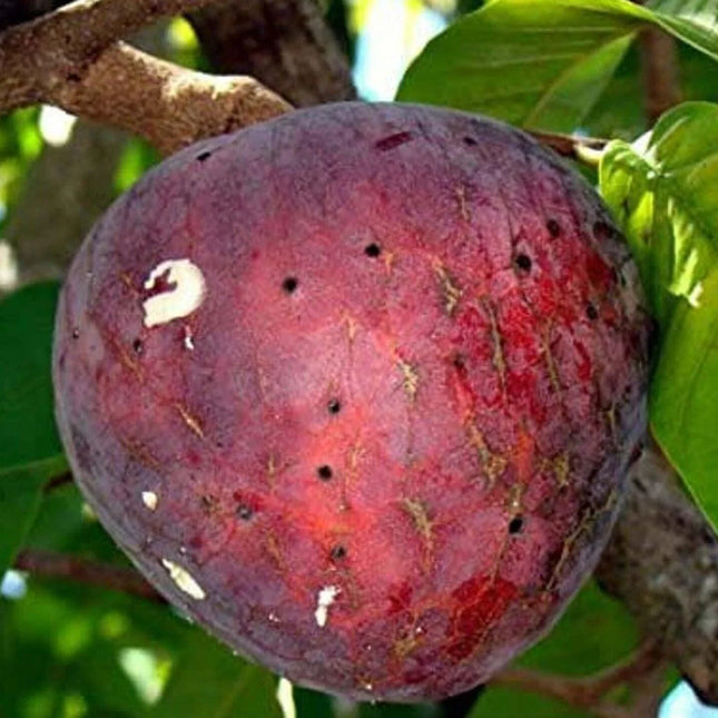 5 Annona Reticulata Seeds - Seed World
