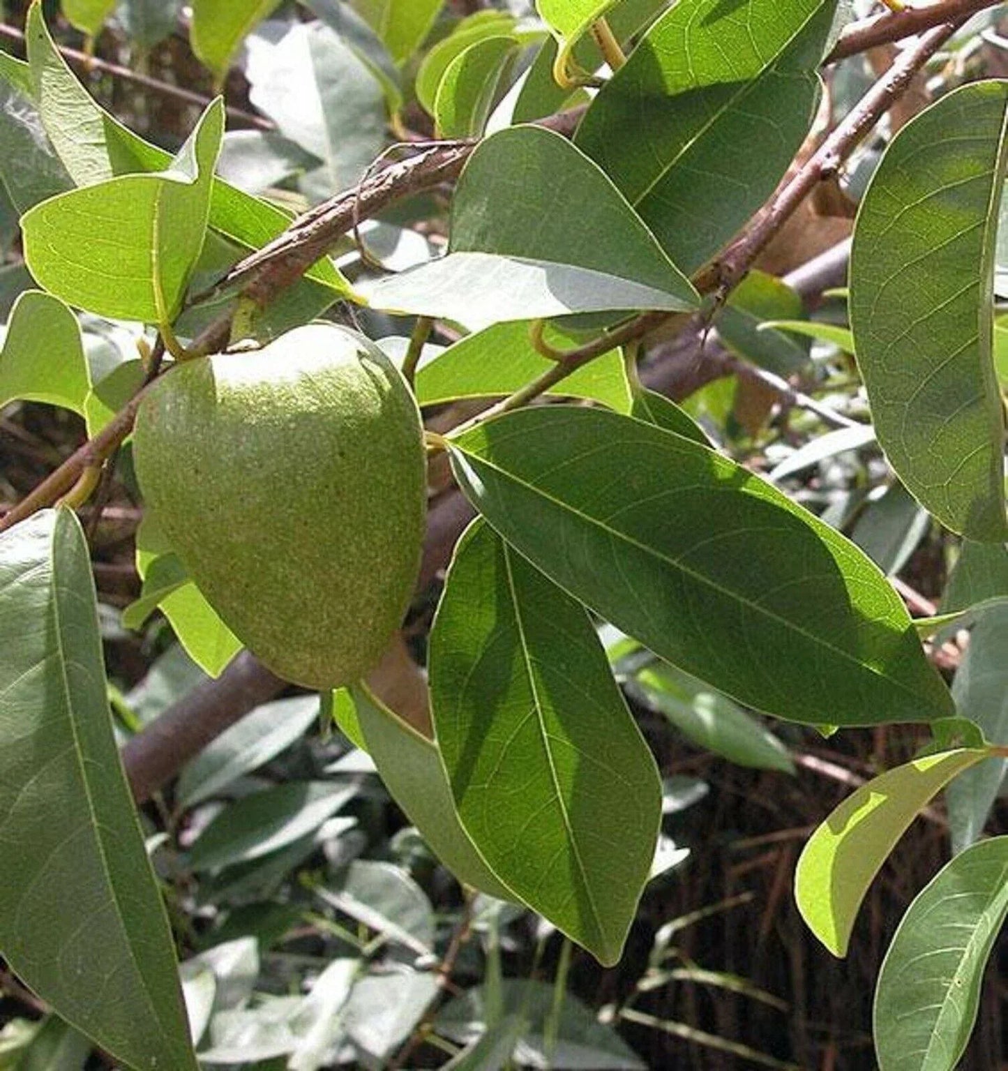 5 Annona Reticulata Seeds - Seed World