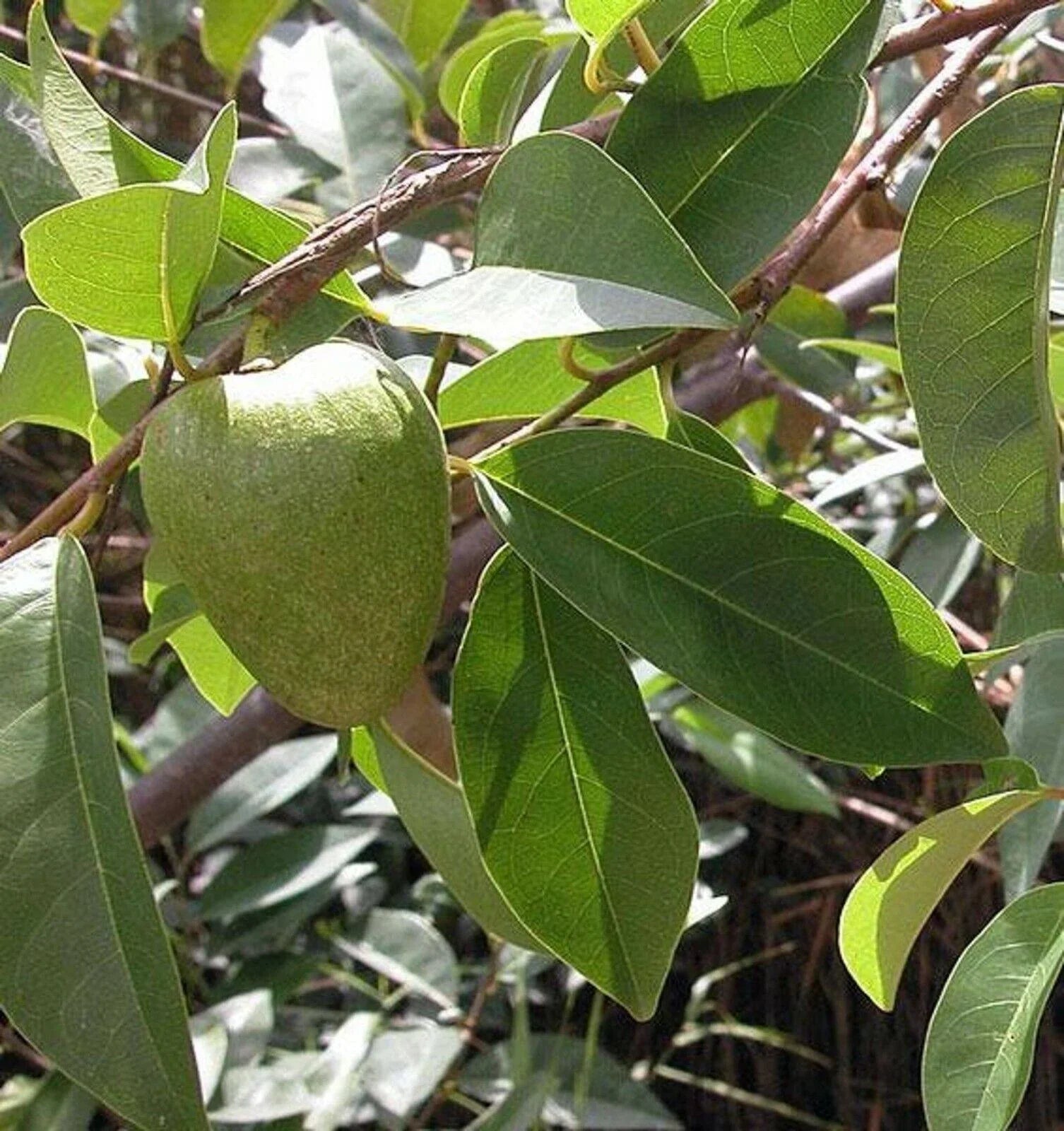 5 Annona Reticulata Seeds - Seed World