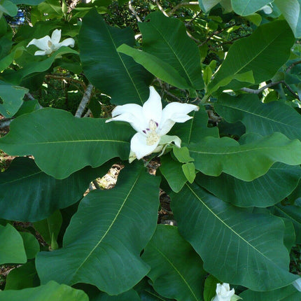 5 Ashe's Magnolia (Magnolia Ashei) Seeds - Seed World