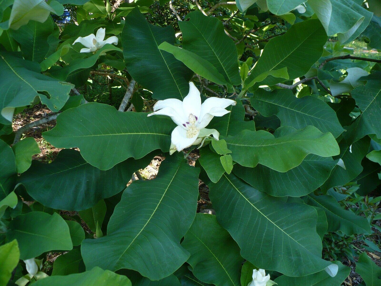 5 Ashe's Magnolia (Magnolia Ashei) Seeds - Seed World