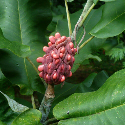 5 Ashe's Magnolia (Magnolia Ashei) Seeds - Seed World