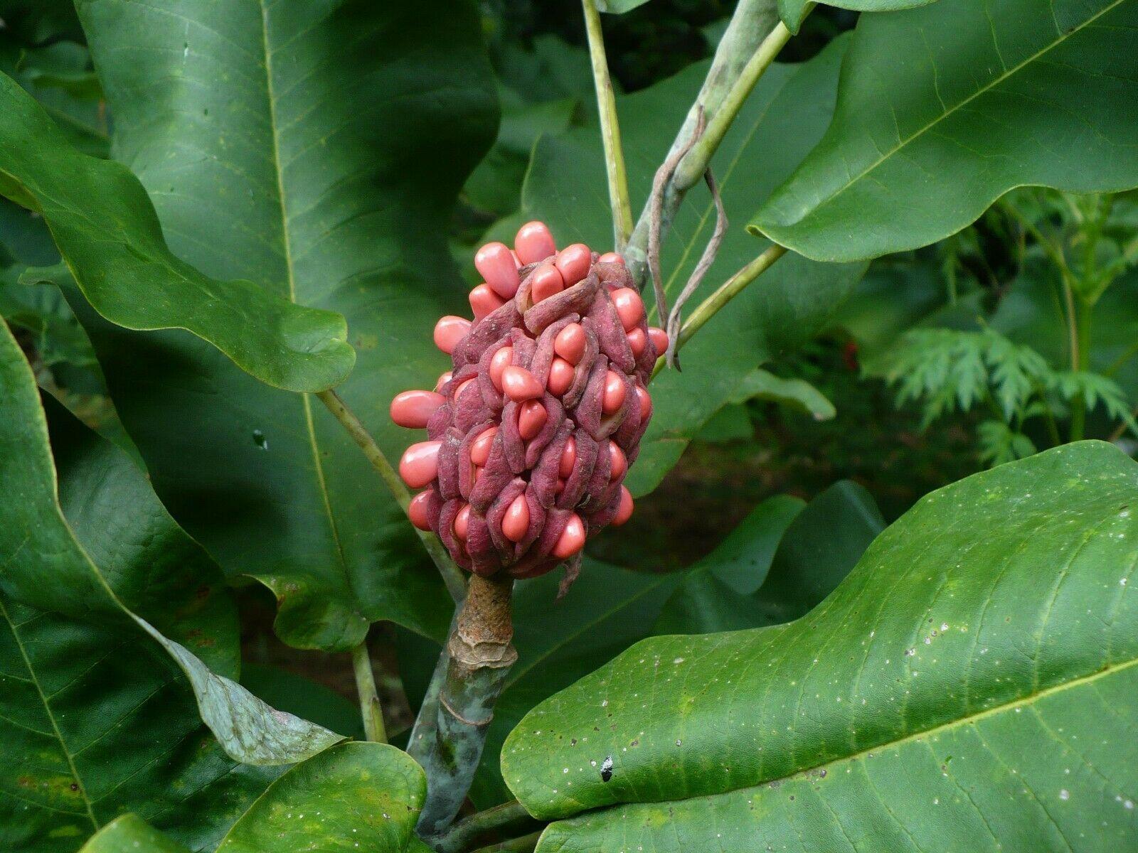 5 Ashe's Magnolia (Magnolia Ashei) Seeds - Seed World