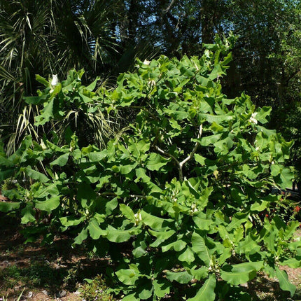5 Ashe's Magnolia (Magnolia Ashei) Seeds - Seed World