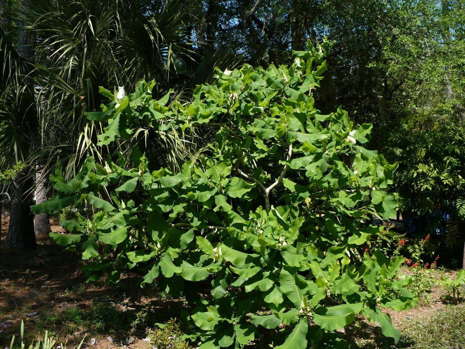 5 Ashe's Magnolia (Magnolia Ashei) Seeds - Seed World