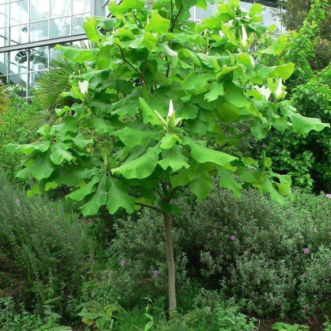 5 Ashe's Magnolia (Magnolia Ashei) Seeds - Seed World