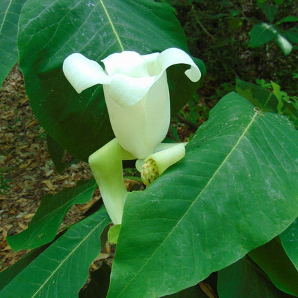 5 Ashe's Magnolia (Magnolia Ashei) Seeds - Seed World