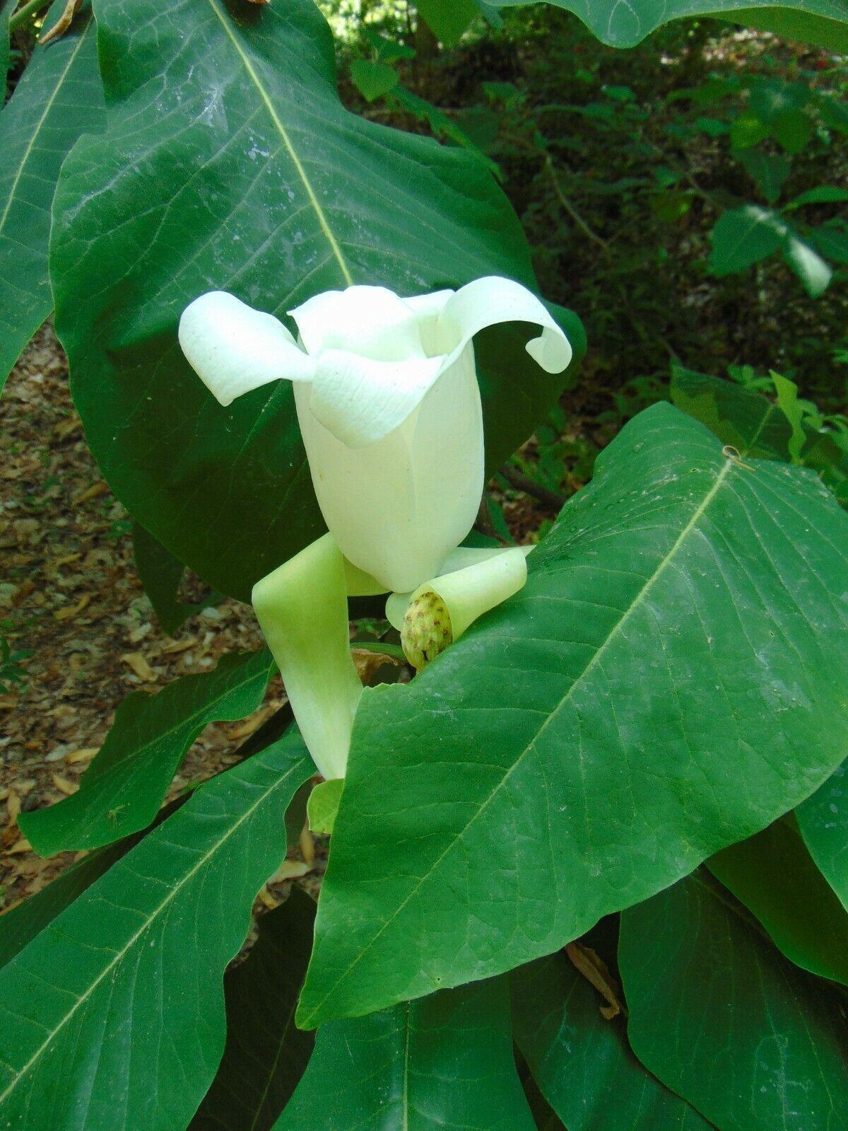 5 Ashe's Magnolia (Magnolia Ashei) Seeds - Seed World