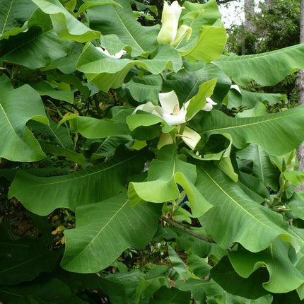 5 Ashe's Magnolia (Magnolia Ashei) Seeds - Seed World