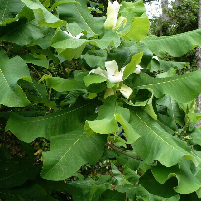 5 Ashe's Magnolia (Magnolia Ashei) Seeds - Seed World