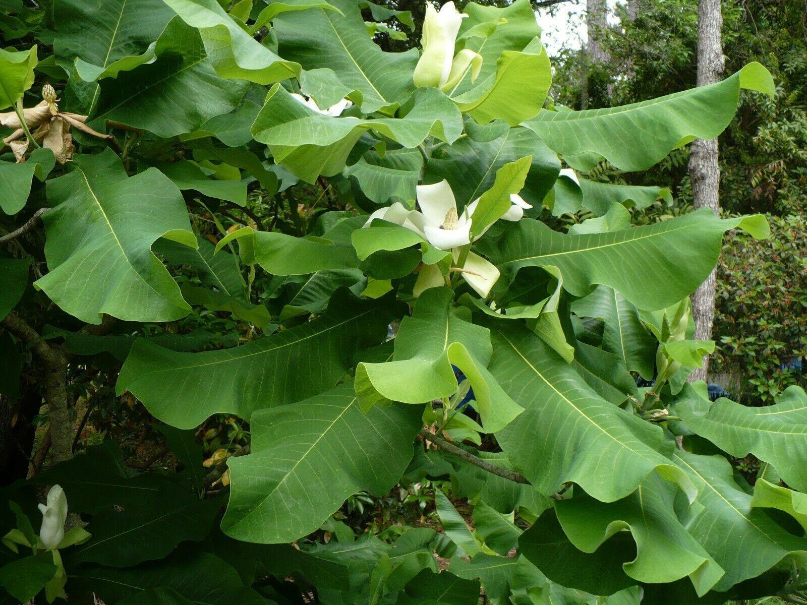 5 Ashe's Magnolia (Magnolia Ashei) Seeds - Seed World