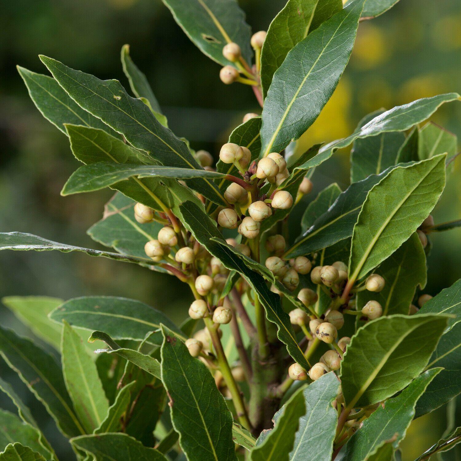 5 Bay Leaf Tree Seeds -  Laurus Nobilis - Seed World