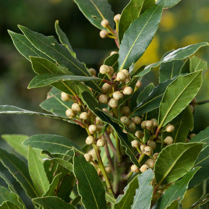 Close-up of green leaves and small white berries on a plant.