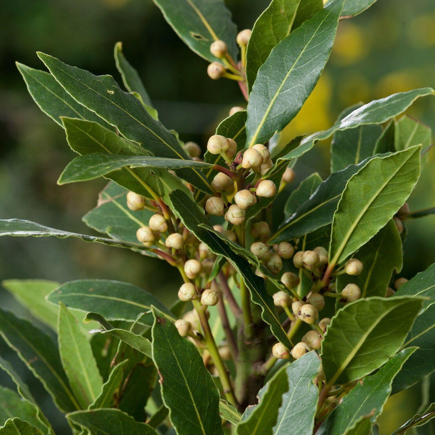 5 Bay Leaf Tree Seeds - Laurus Nobilis - Seed World