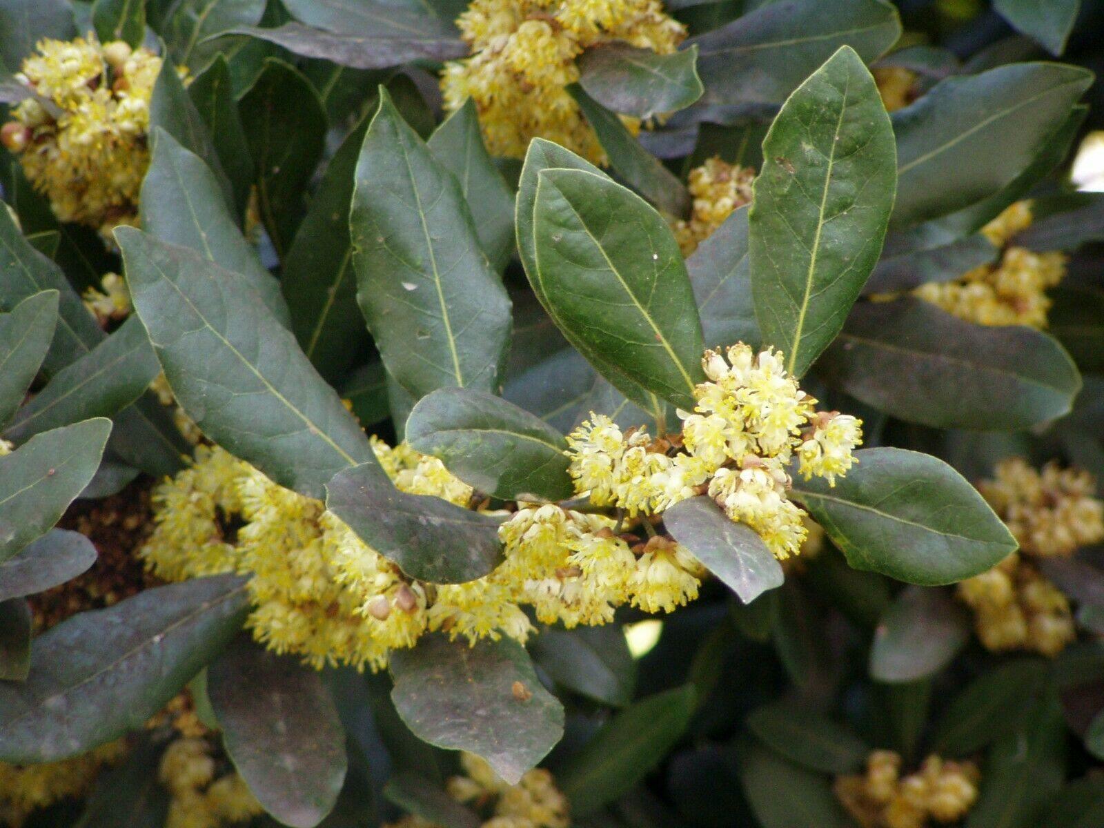 5 Bay Leaf Tree Seeds - Laurus Nobilis - Seed World