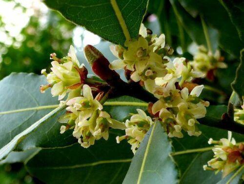 5 Bay Leaf Tree Seeds - Laurus Nobilis - Seed World
