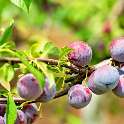 5 Beach Plum (Prunus Maritima) Seeds - Seed World