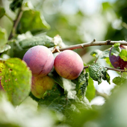 5 Beach Plum (Prunus Maritima) Seeds - Seed World
