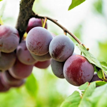 5 Beach Plum (Prunus Maritima) Seeds - Seed World