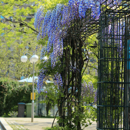 5 Blue Chinese Wisteria Seed - Seed World