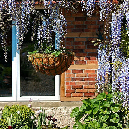 5 Blue Chinese Wisteria Seed - Seed World