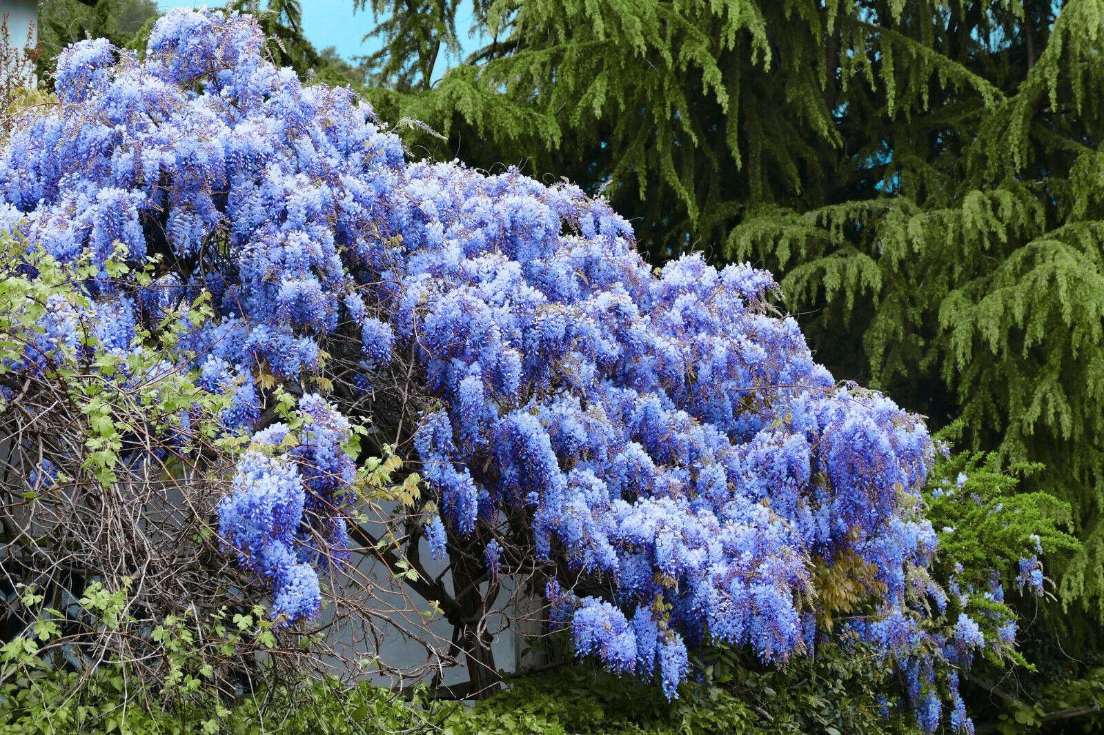 5 BLUE CHINESE WISTERIA Sinensis Ornamental Vine Climber Blue Violet P –  Seedville USA