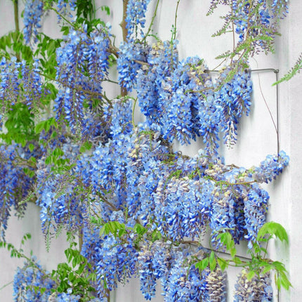 5 Blue Chinese Wisteria Seed - Seed World