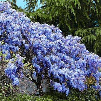 5 Blue Chinese Wisteria Seed - Seed World