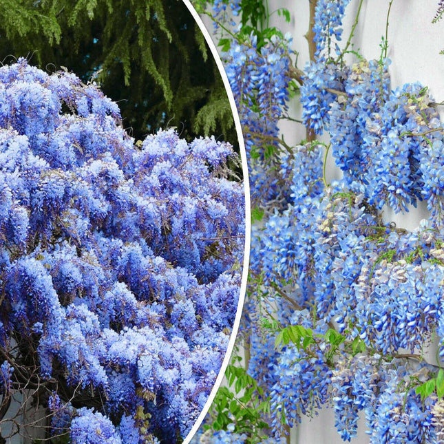 chinese weeping blue wisteria potted plant 5 Blue Chinese Wisteria Seed – Seed World