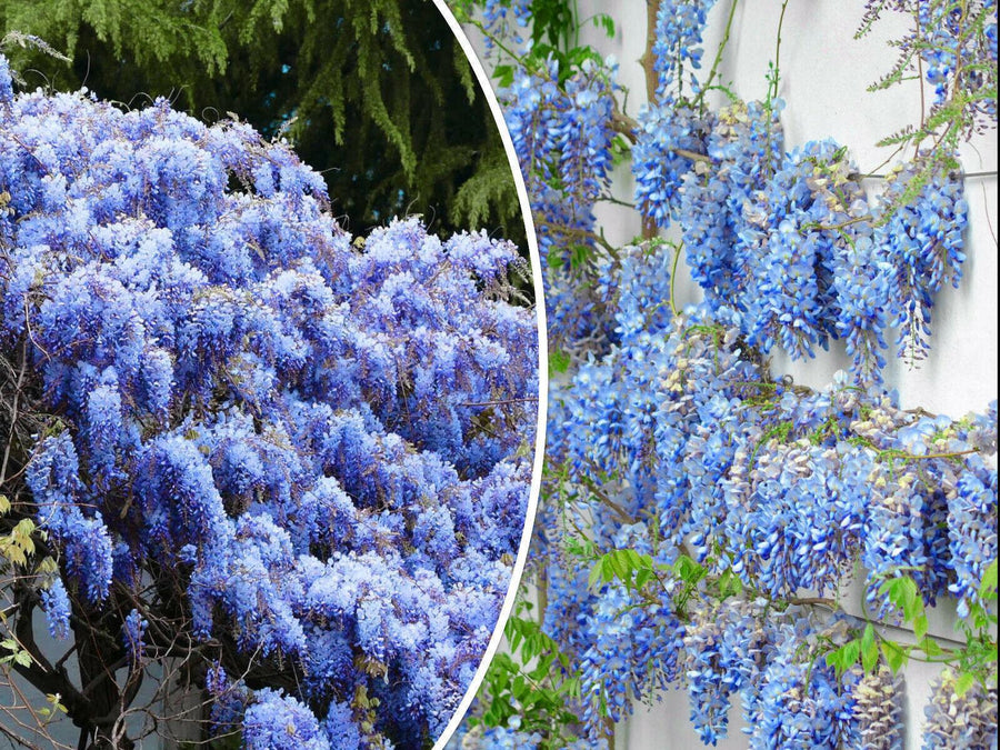 5 Blue Chinese Wisteria Seed