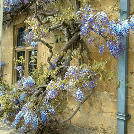 5 Blue Chinese Wisteria Seed - Seed World