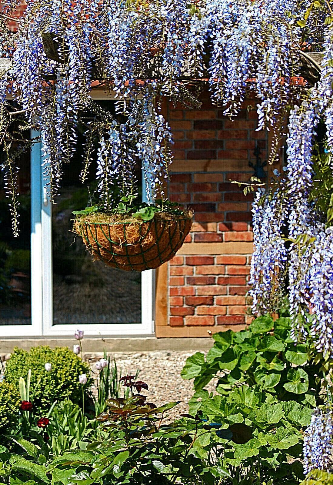 5 Blue Chinese Wisteria Seed - Seed World
