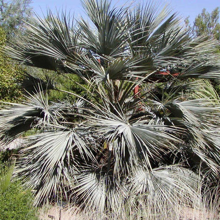 5 Brahea Armata - Blue Hesper Palm Seeds - Seed World