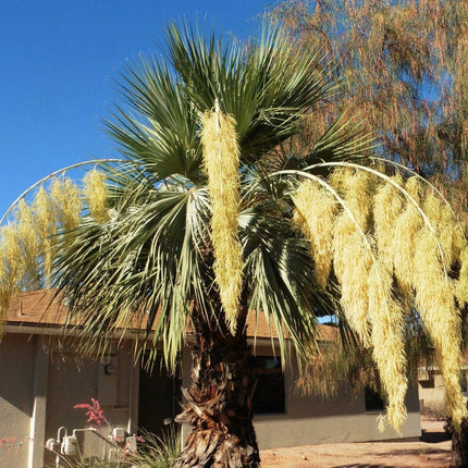 5 Brahea Armata - Blue Hesper Palm Seeds - Seed World