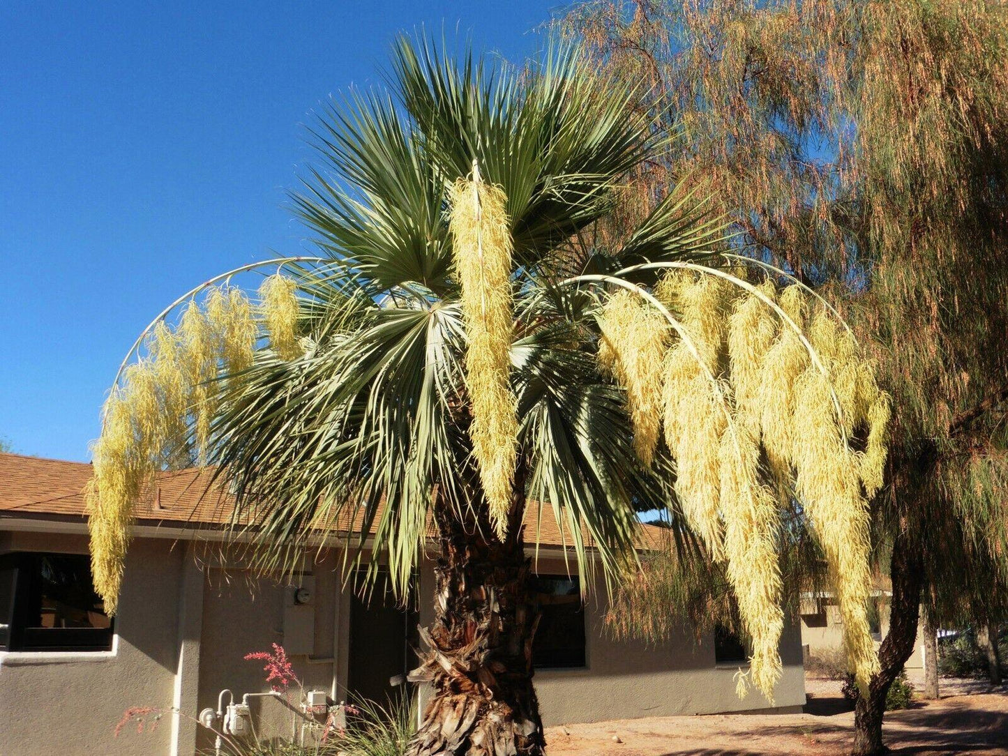 5 Brahea Armata - Blue Hesper Palm Seeds - Seed World