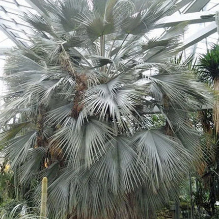 5 Brahea Armata - Blue Hesper Palm Seeds - Seed World