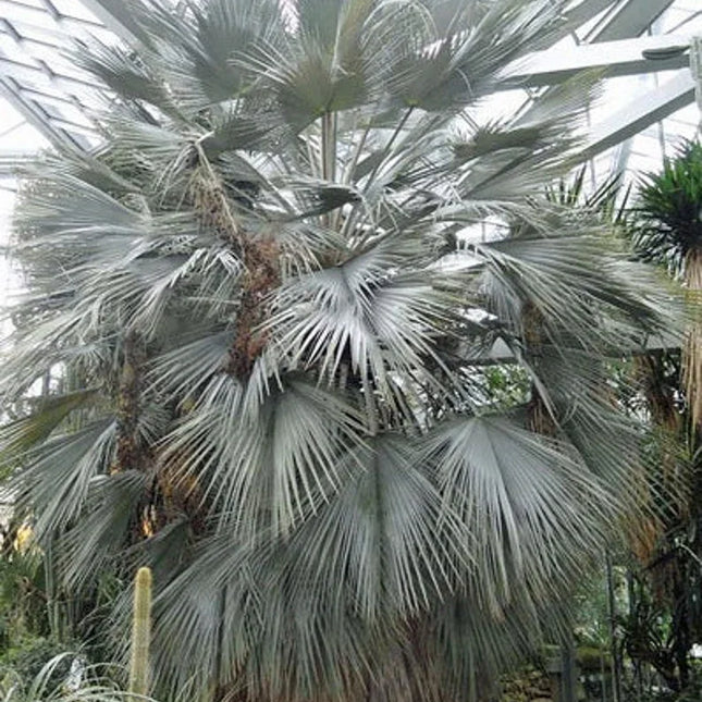 5 Brahea Armata - Blue Hesper Palm Seeds - Seed World