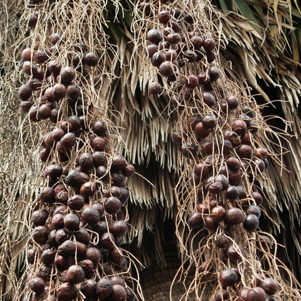 5 Brahea Armata - Blue Hesper Palm Seeds - Seed World
