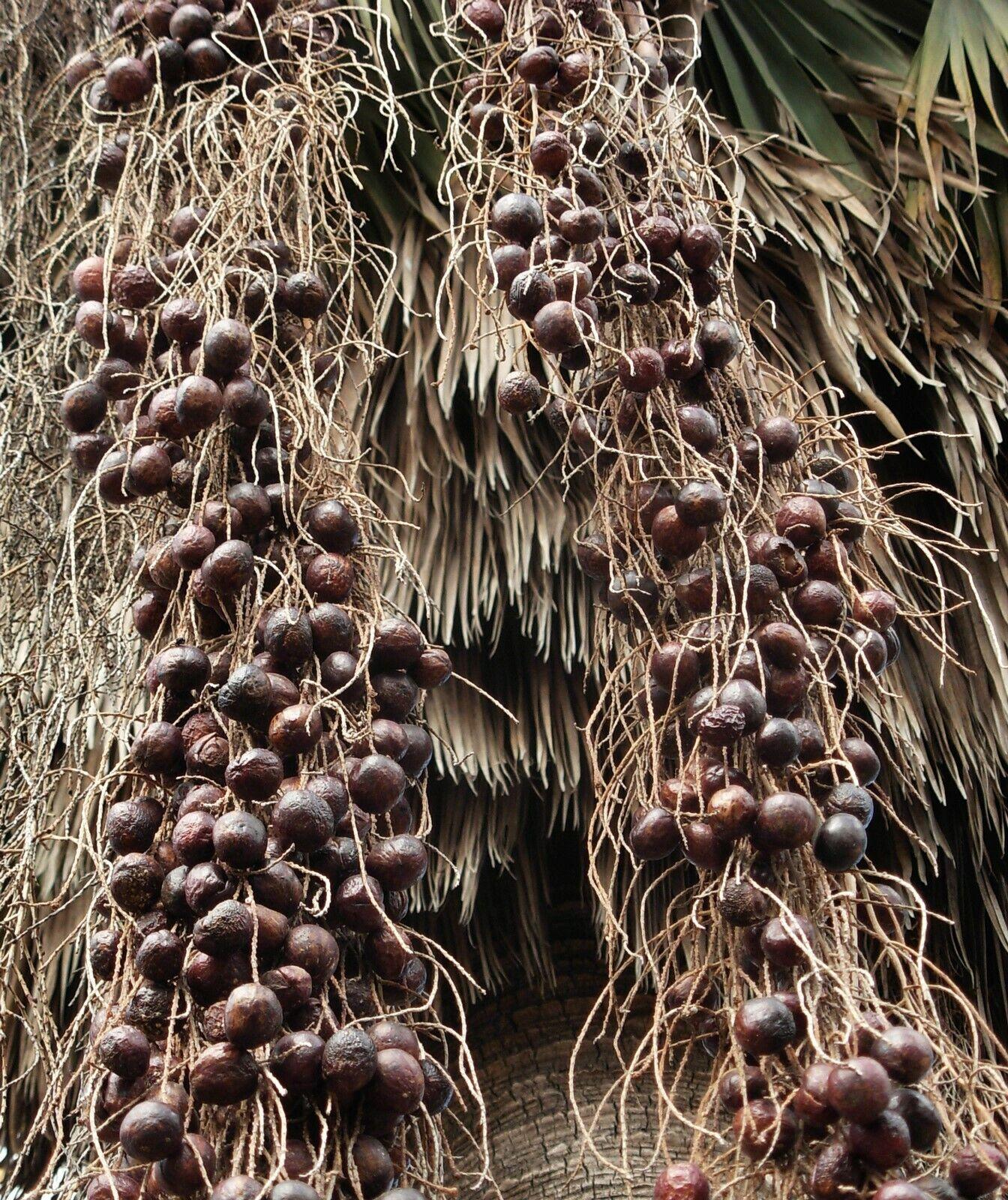 5 Brahea Armata - Blue Hesper Palm Seeds - Seed World