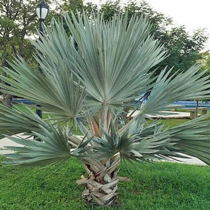 5 Brahea Armata - Blue Hesper Palm Seeds - Seed World