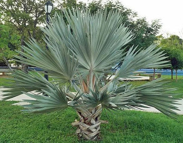 5 Brahea Armata - Blue Hesper Palm Seeds - Seed World