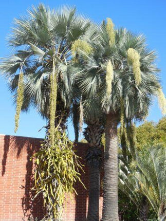 5 Brahea Armata - Blue Hesper Palm Seeds - Seed World