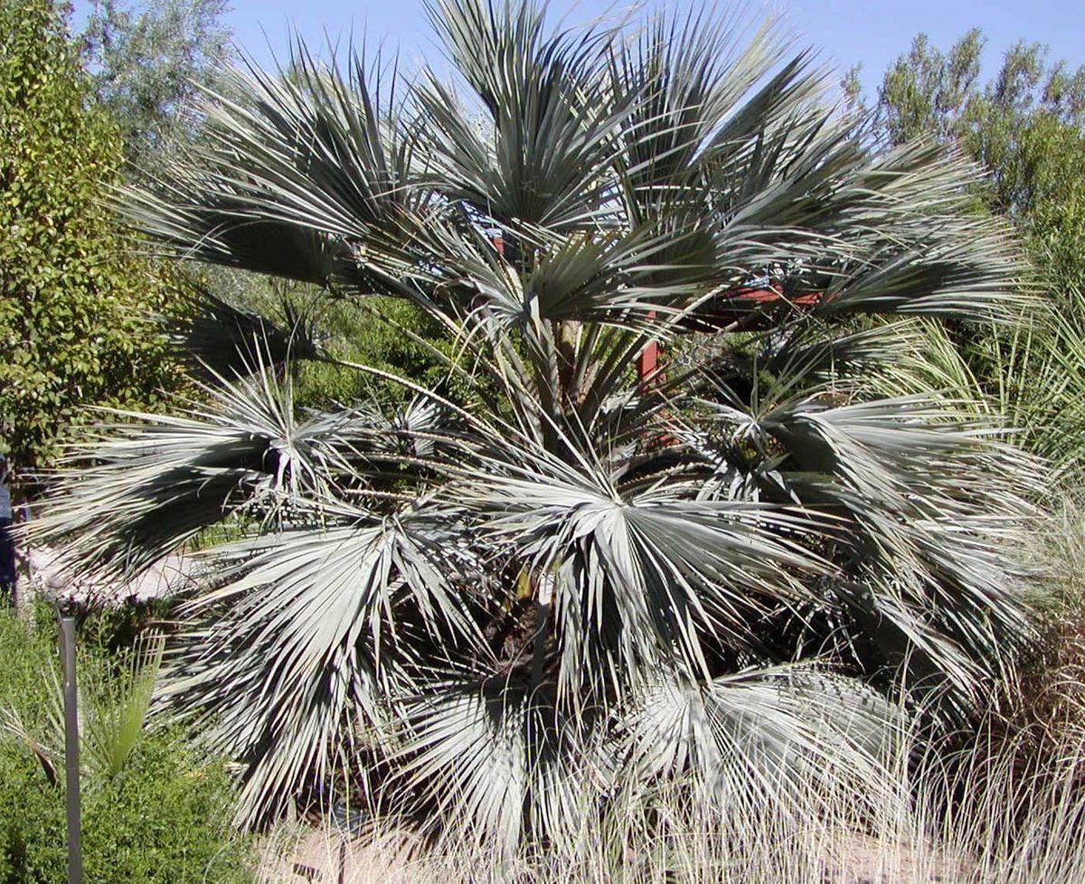 5 Brahea Armata | Blue Hesper Palm Seeds - Seed World