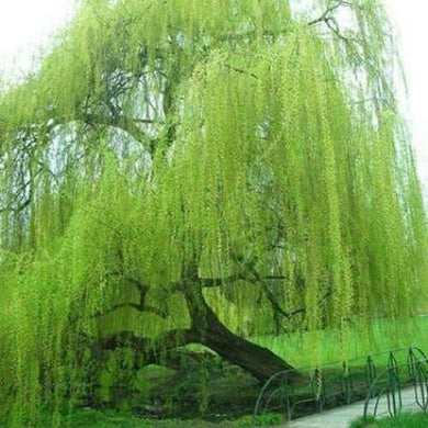 5 Bright Green Willow Seeds - Seed World